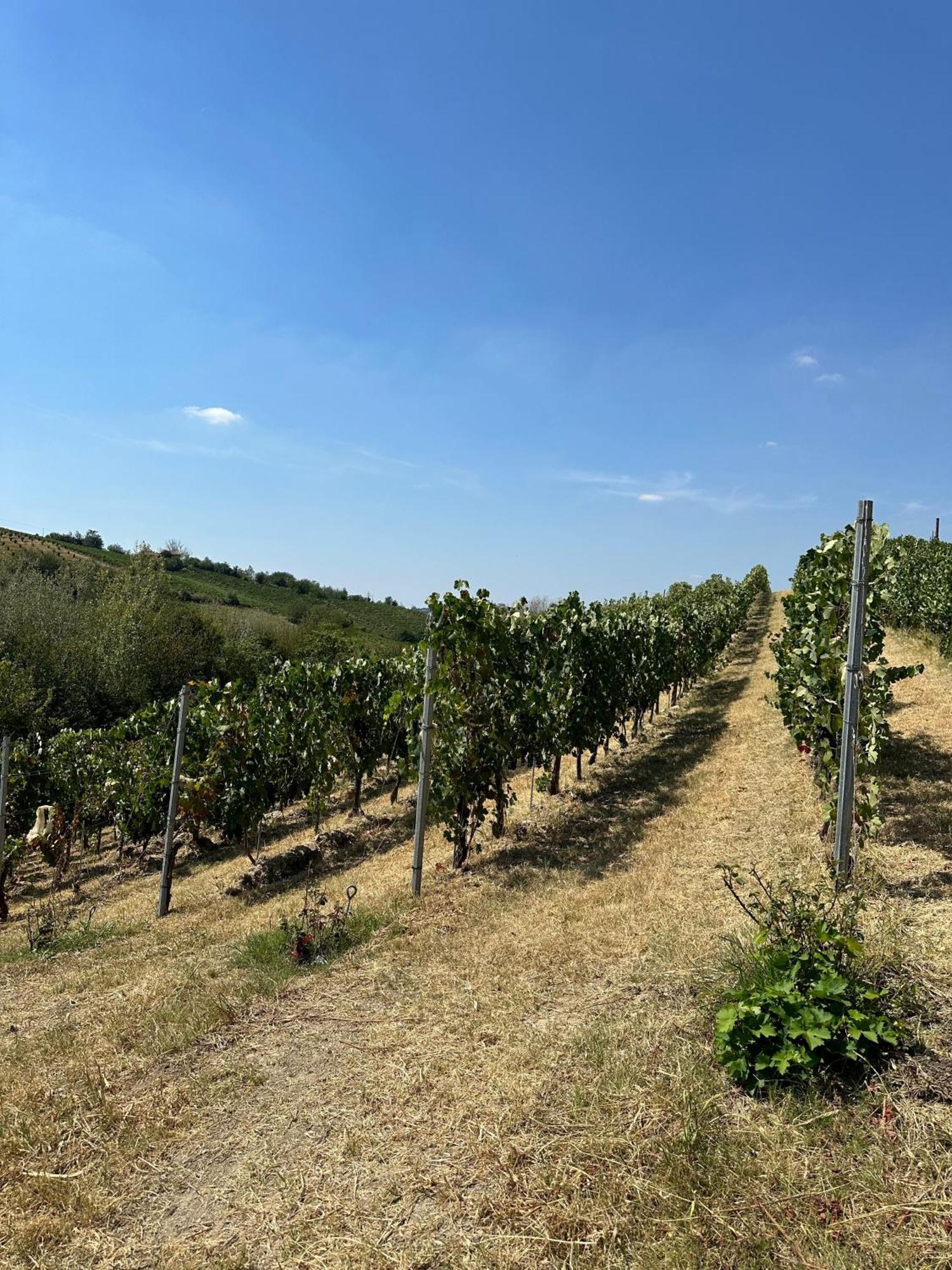 Cadgal - Tenuta La Cova Calamandrana Eksteriør billede